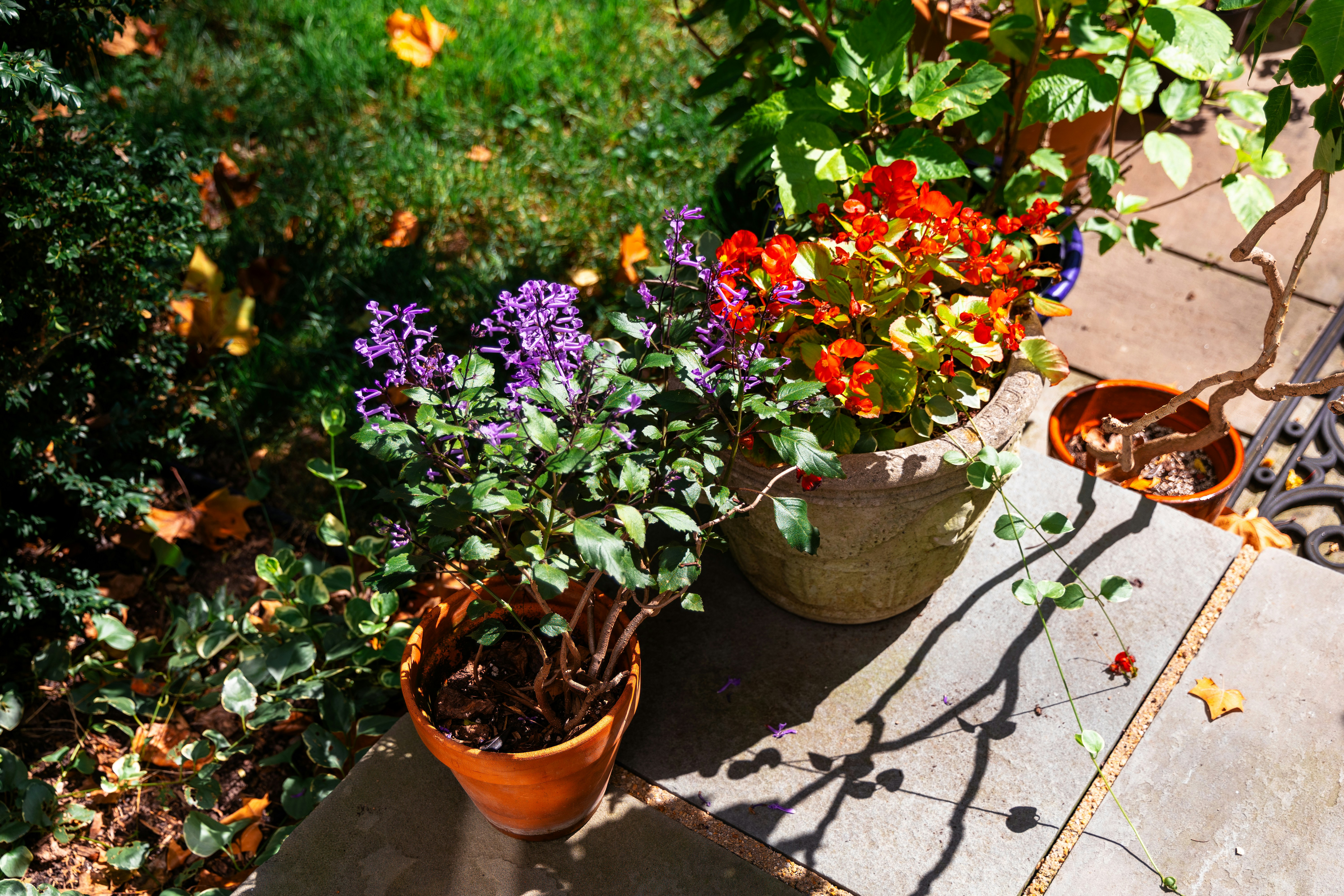 flowers