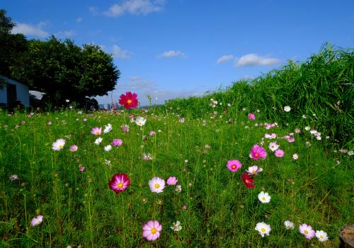 bloemen 